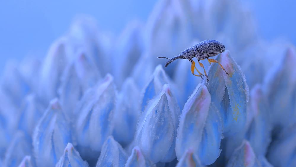 Serene Beetle On Blue Bud by Thierry Dufour — canvas wall art