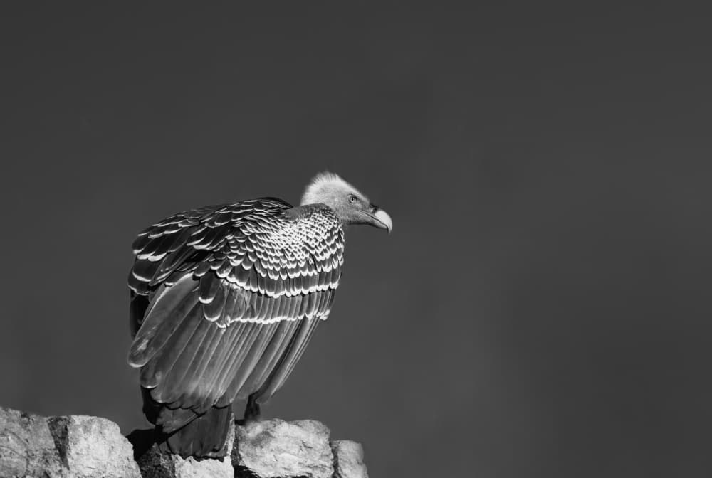 Ruppell's Vulture by Marketa Zvelebil PhD LRPS CrGP. — canvas wall art