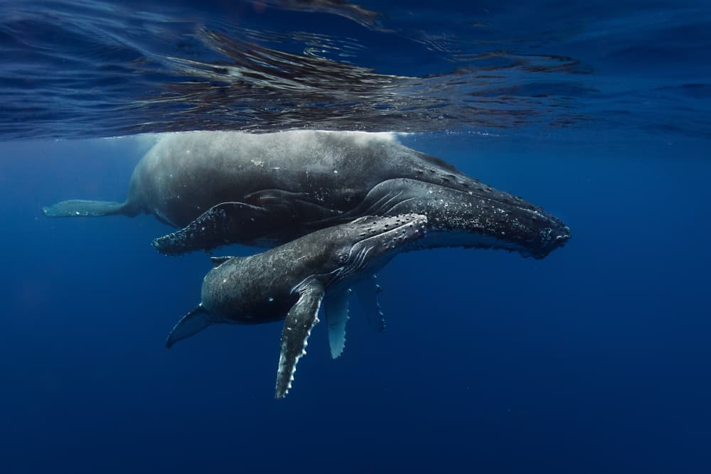 Whale Mother and Calf by Cédric Péneau — canvas wall art