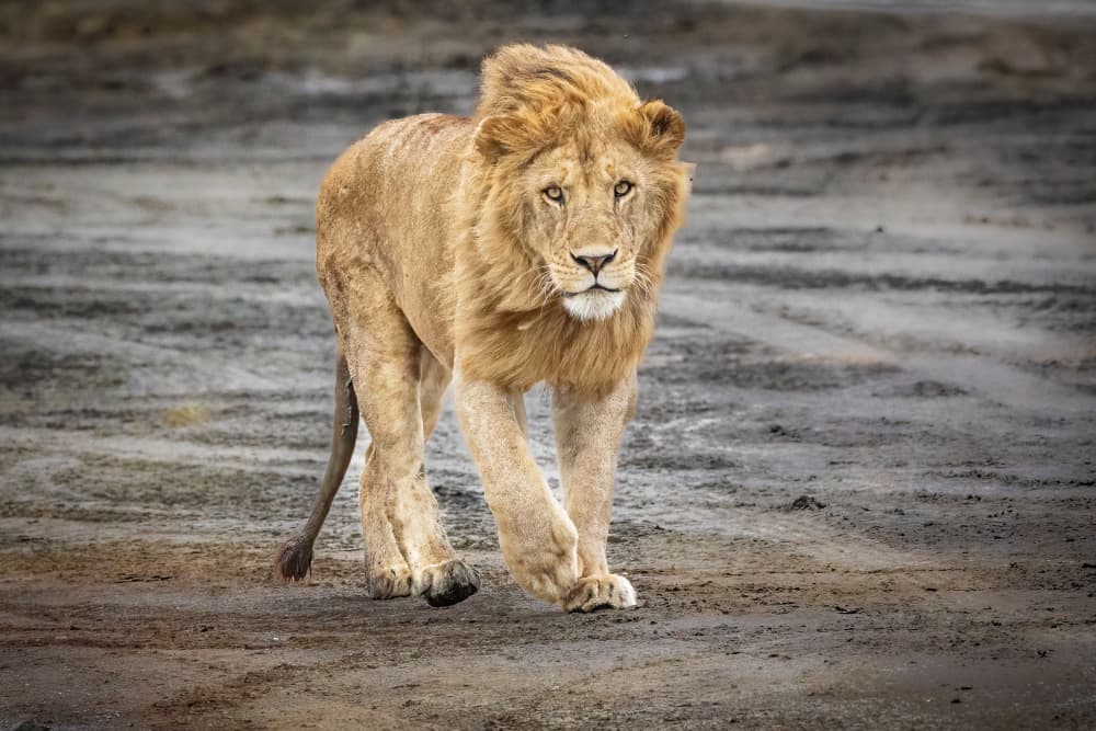 Majestic Lion Gaze by Jeffrey C. Sink — canvas wall art