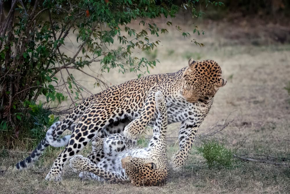 Playful Wild Leopards by Renee Doyle — canvas wall art