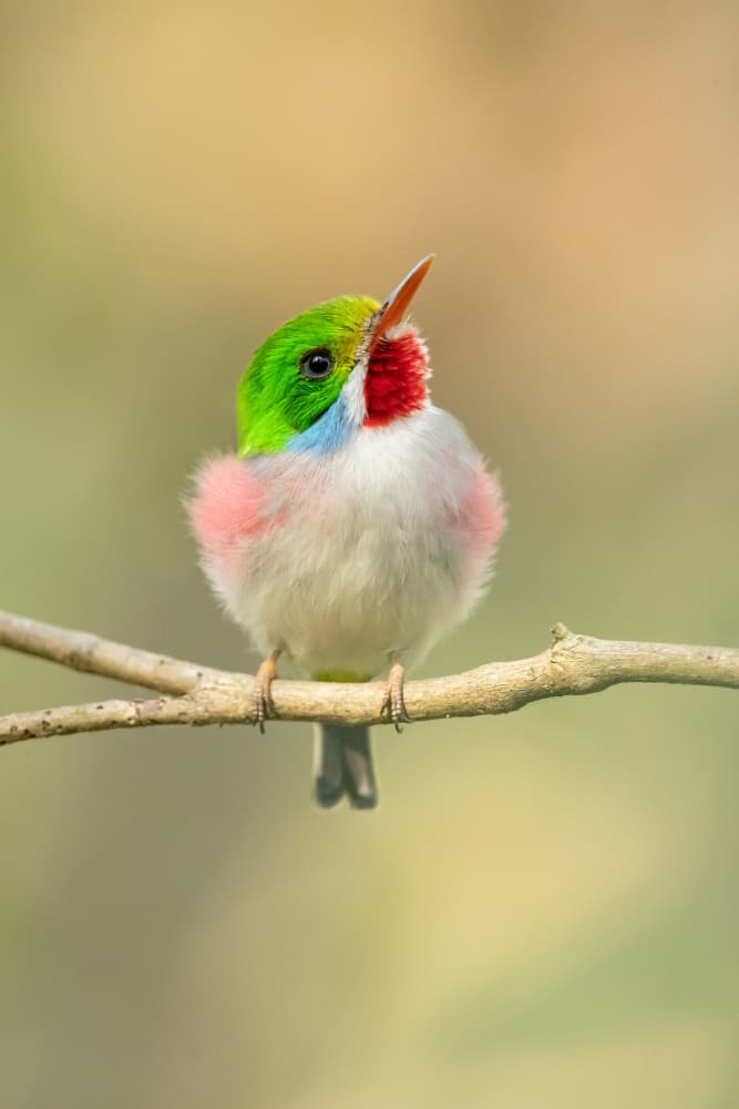Tiny Tropical Bird by Milan Zygmunt — canvas wall art