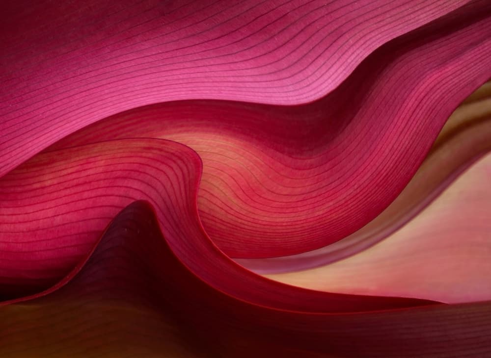 Vibrant Magenta Curves by Robin Wechsler — canvas wall art