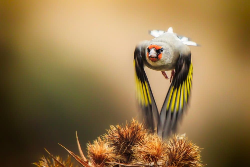 Vibrant Goldfinch Flight by Sina Pezeshki — canvas wall art