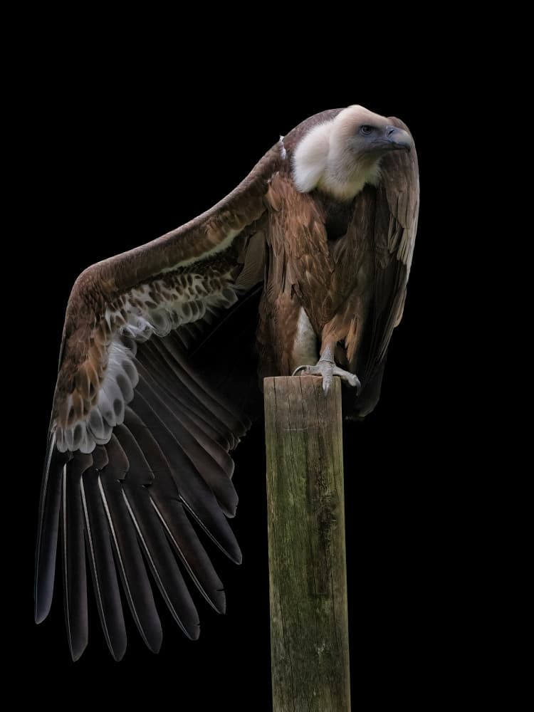 Vulture Spreading Wing by Mathilde Guillemot — canvas wall art