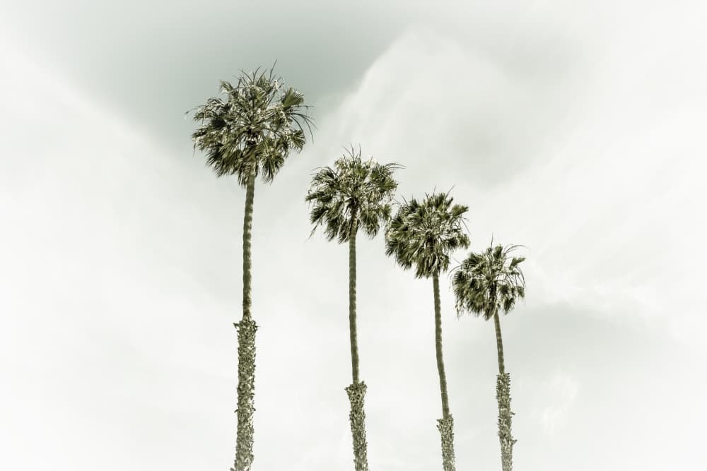 Minimalist Palm Trees by Melanie Viola — canvas wall art