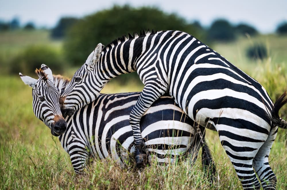 Wild Zebras Mating by Gary Hu — canvas wall art