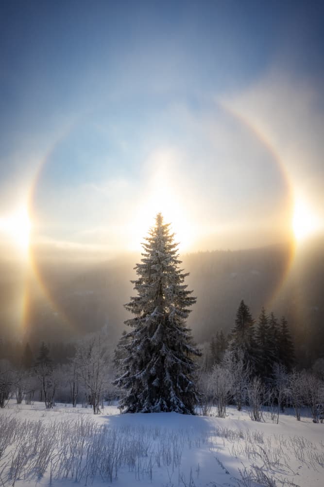 Snowy Tree Sun Halo by Christoph Schaarschmidt — canvas wall art