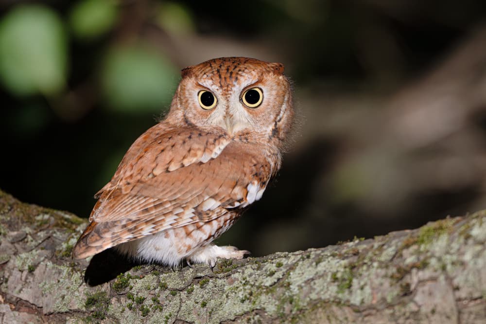 Watchful Screech Owl by Johnny Chen — canvas wall art