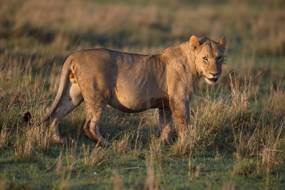 Watchful African Lion by Marco Pozzi — canvas wall art