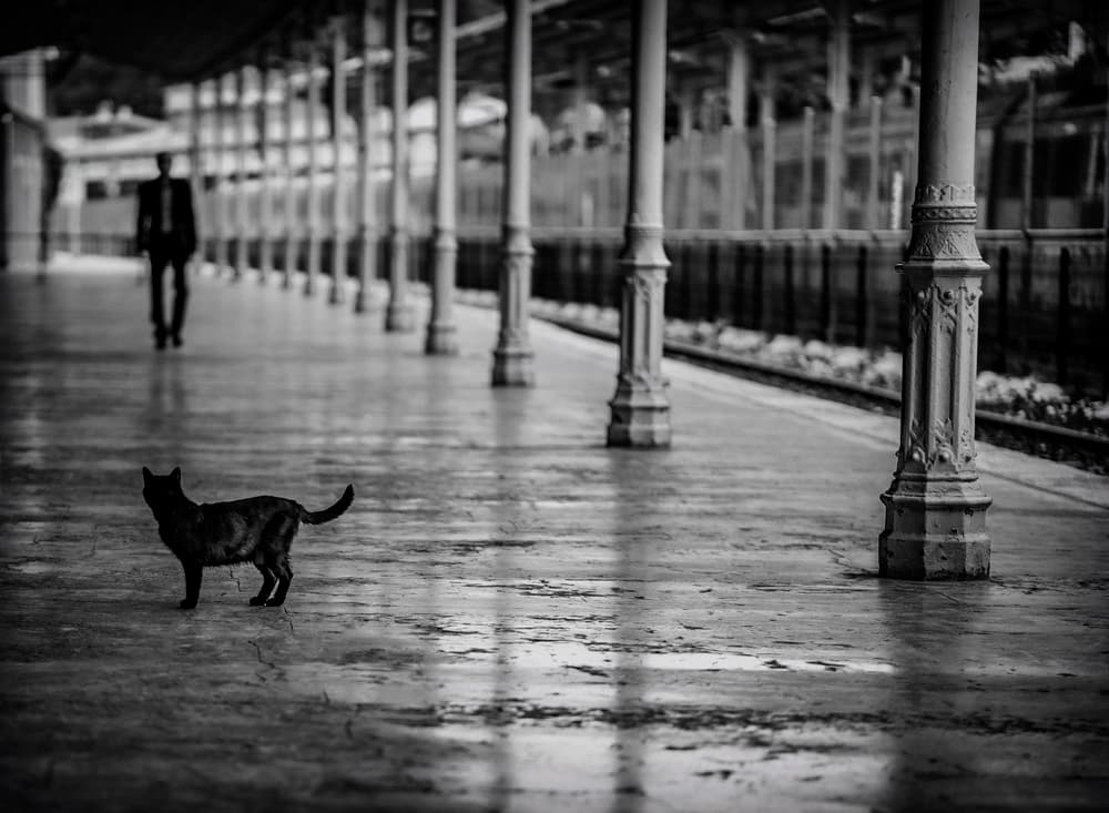Shadow Cat Station Platform by Ömer Ates Kızıltug — canvas wall art