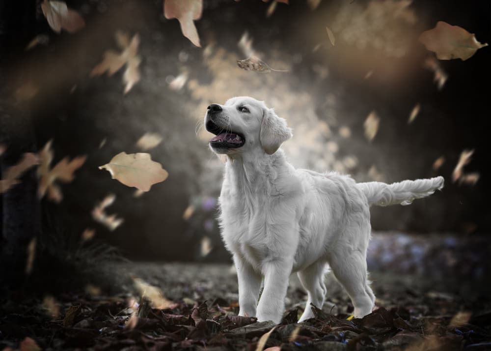 White Puppy Autumn Leaves by Christiane Heggemann — canvas wall art