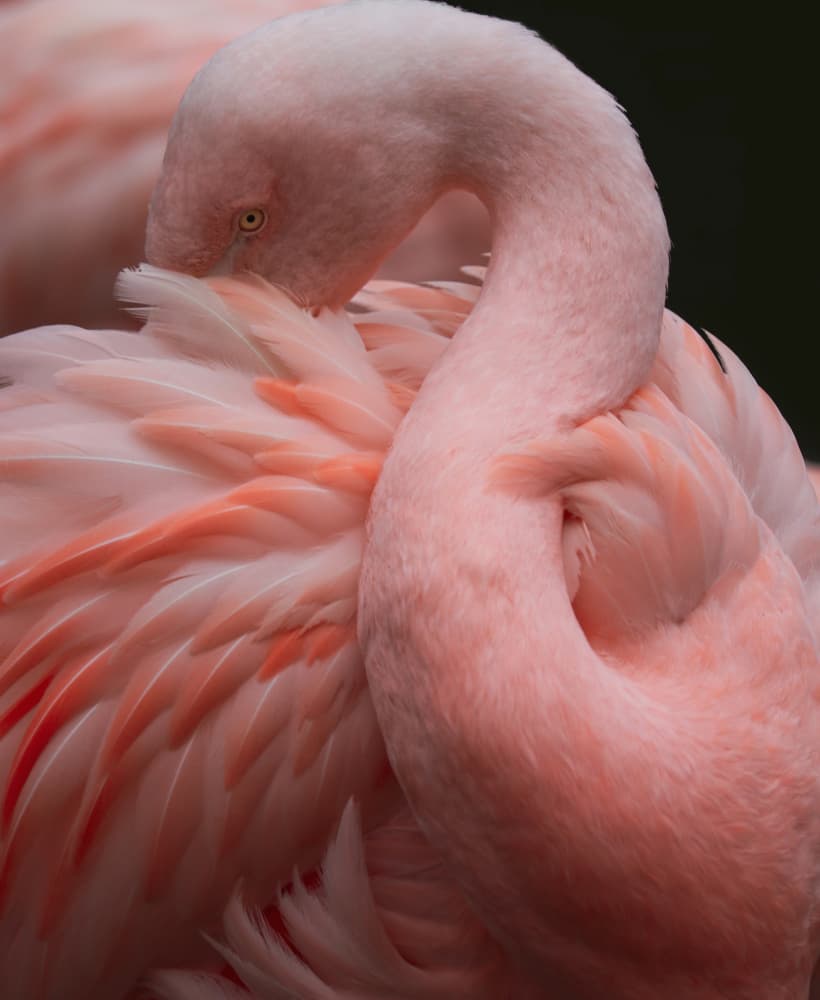 Pink Flamingo Preening by Robin Wechsler — canvas wall art