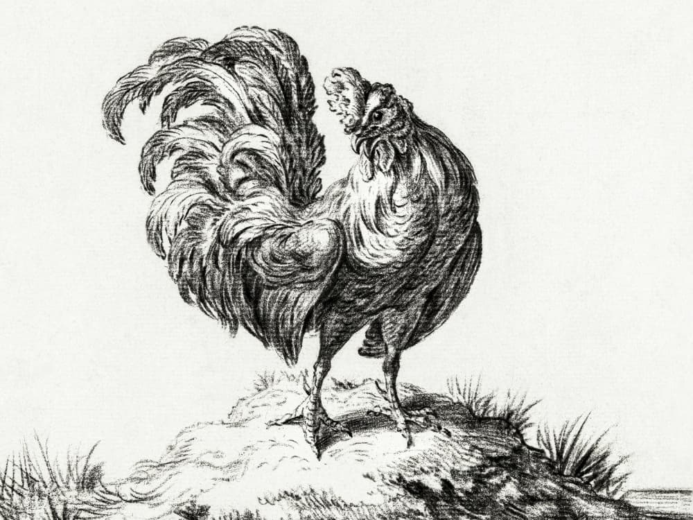 Chicken, Standing On a Hill by Jean Bernard — canvas wall art