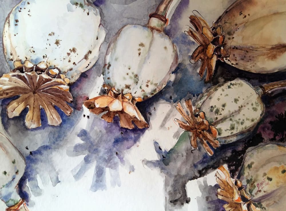 Dried Poppy Pods Watercolor by Anda Bieza — canvas wall art