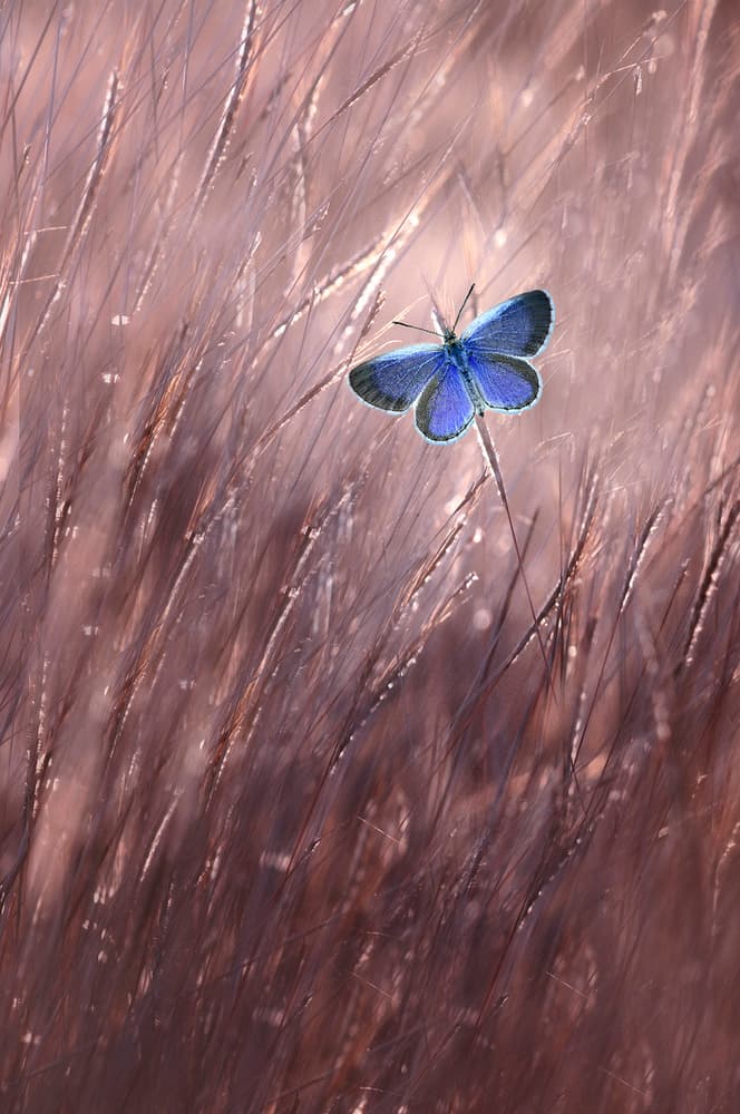 Serene Blue Butterfly by Edy Pamungkas — canvas wall art