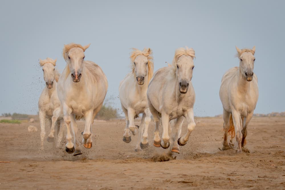 Wild White Horses Running by Dirk Koster — canvas wall art