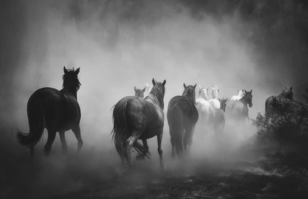 Wild Horses In Dust by ADIREK M — canvas wall art