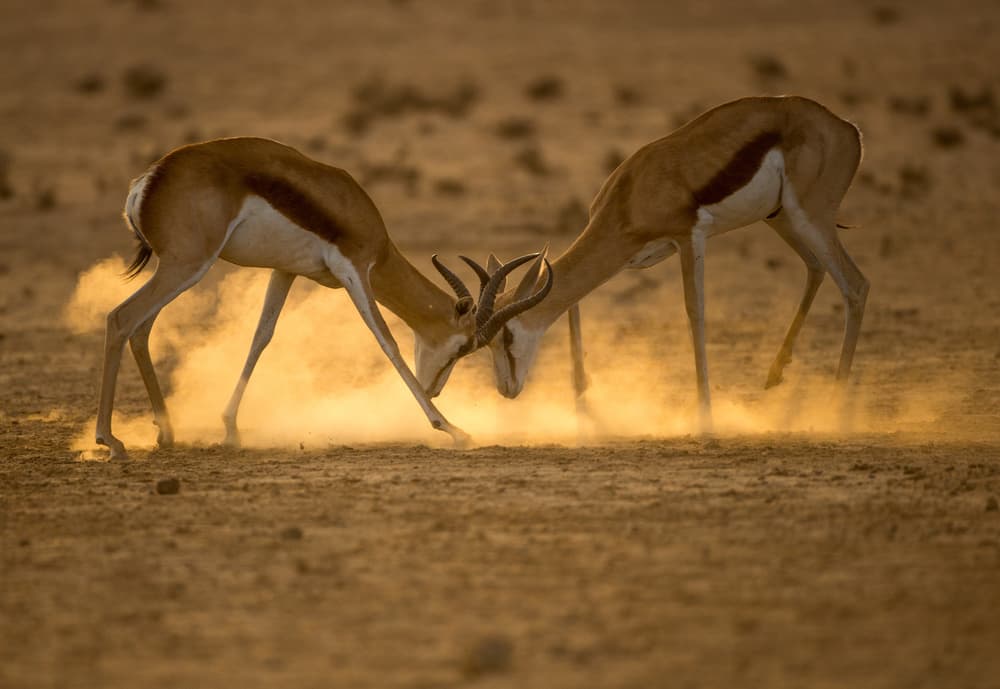 Golden Hour Springbok Battle by Jaco Marx — canvas wall art