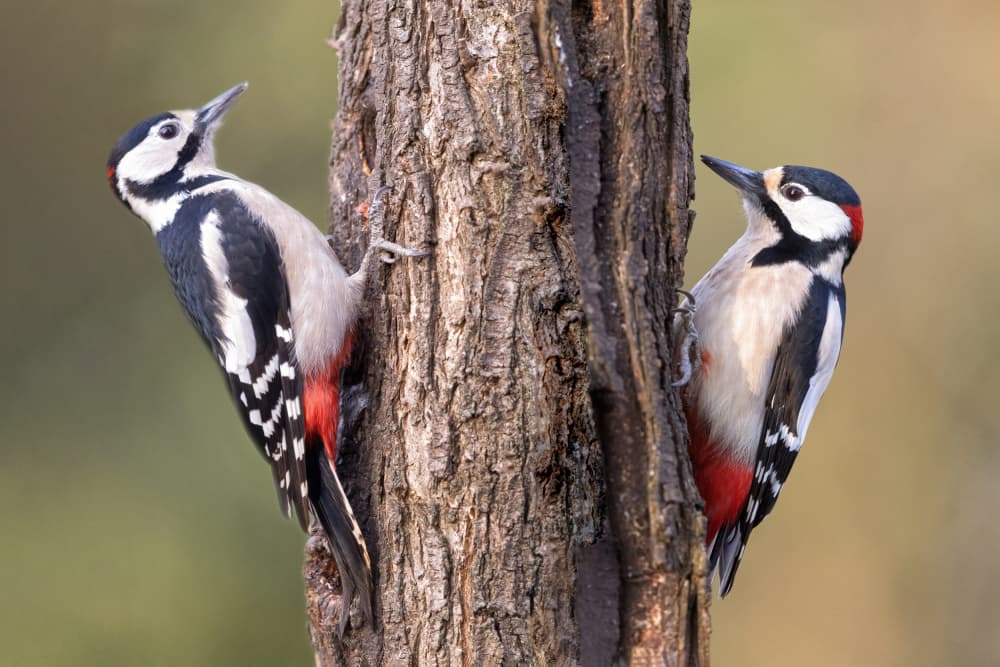 Vibrant Woodpeckers on Tree by Marco Barisone — canvas wall art