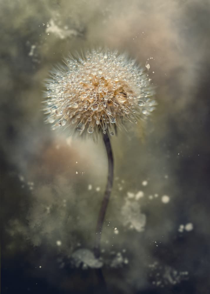 Dandelion Dew Drops by Kristina Zvinakeviciute — canvas wall art
