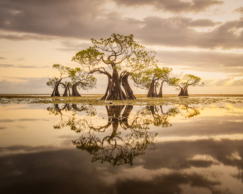 Golden Mangrove Reflections by Dmitry Razr — canvas wall art