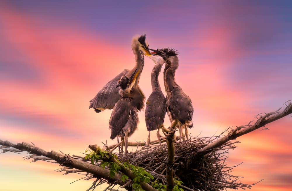 Sunset Heron Family by Ken Liang — canvas wall art