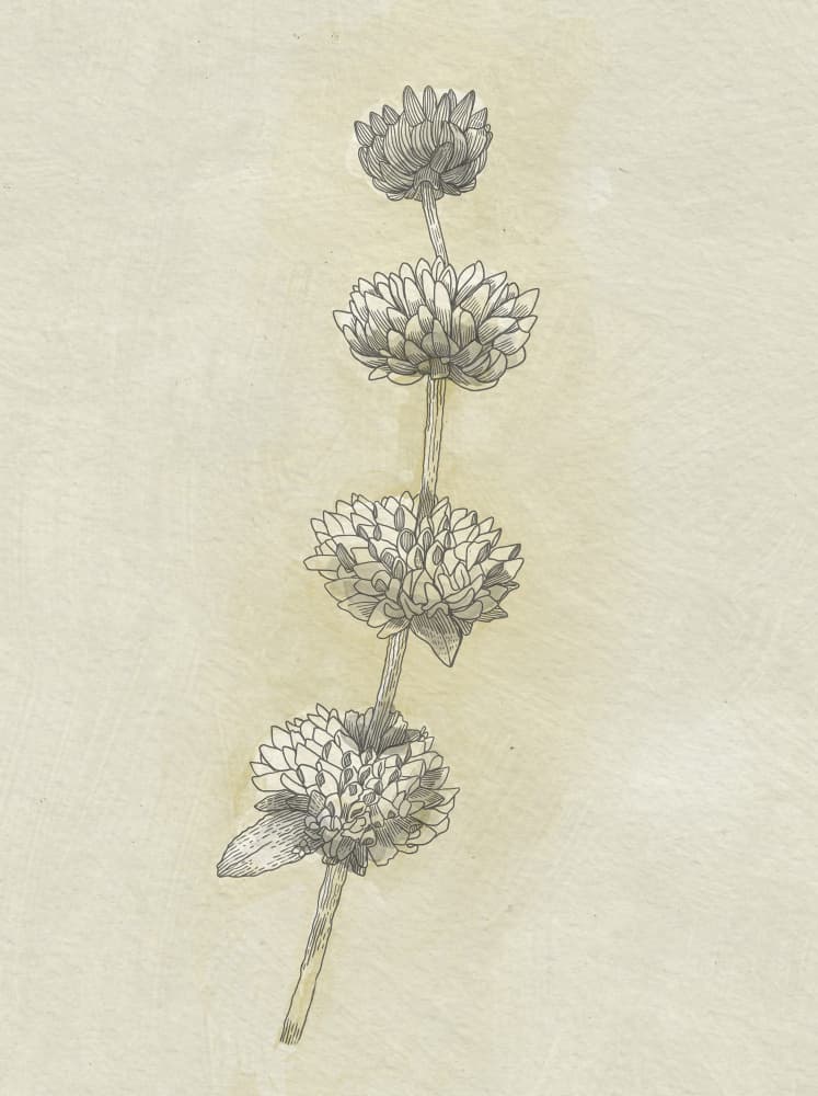 Seed Pods by Katie O'Shea — canvas wall art