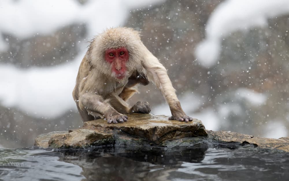 Snow Monkey Bath by Joanna W — canvas wall art