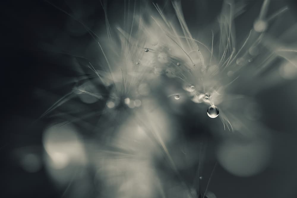 Don`t drop me by Heidi Westum — canvas wall art