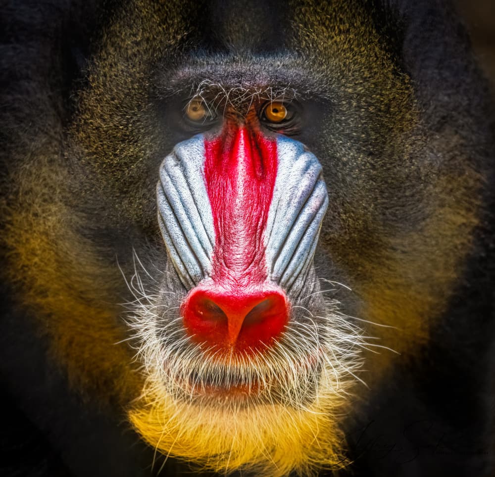 Vibrant Mandrill Portrait by Jeffrey C. Sink — canvas wall art