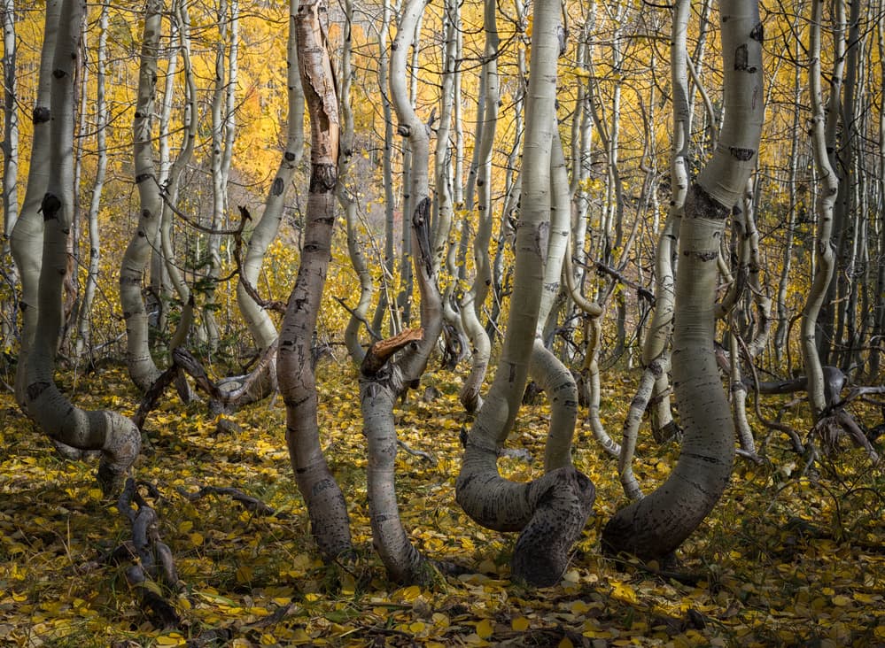 Twisted Aspen Forest by Alex Li — canvas wall art