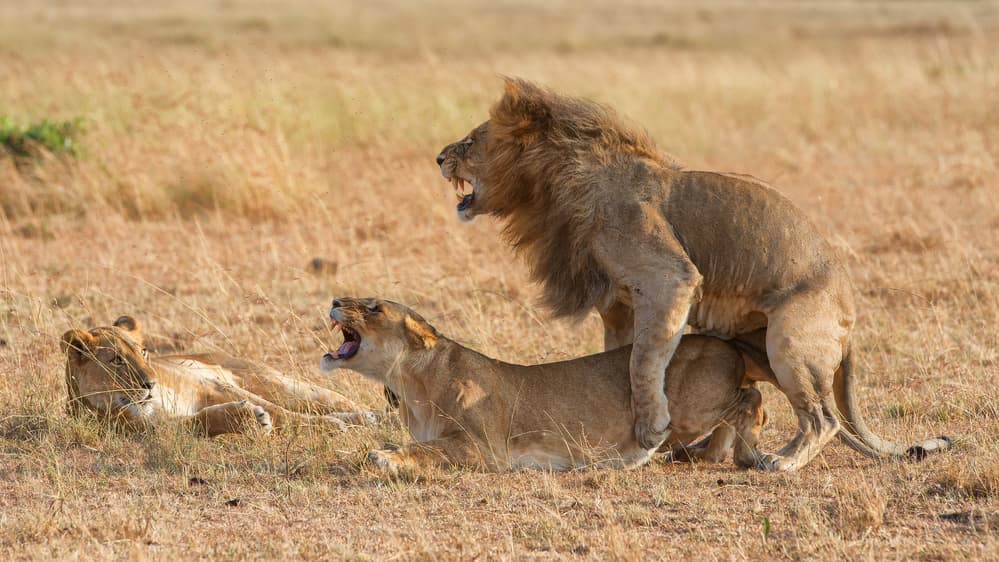 Wild Lions Mating by Mohammed Alnaser — canvas wall art