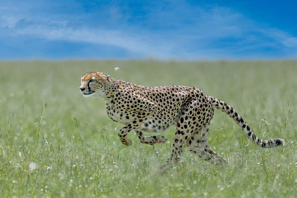 African Cheetah Sprint by Ahmed Sobhi — canvas wall art