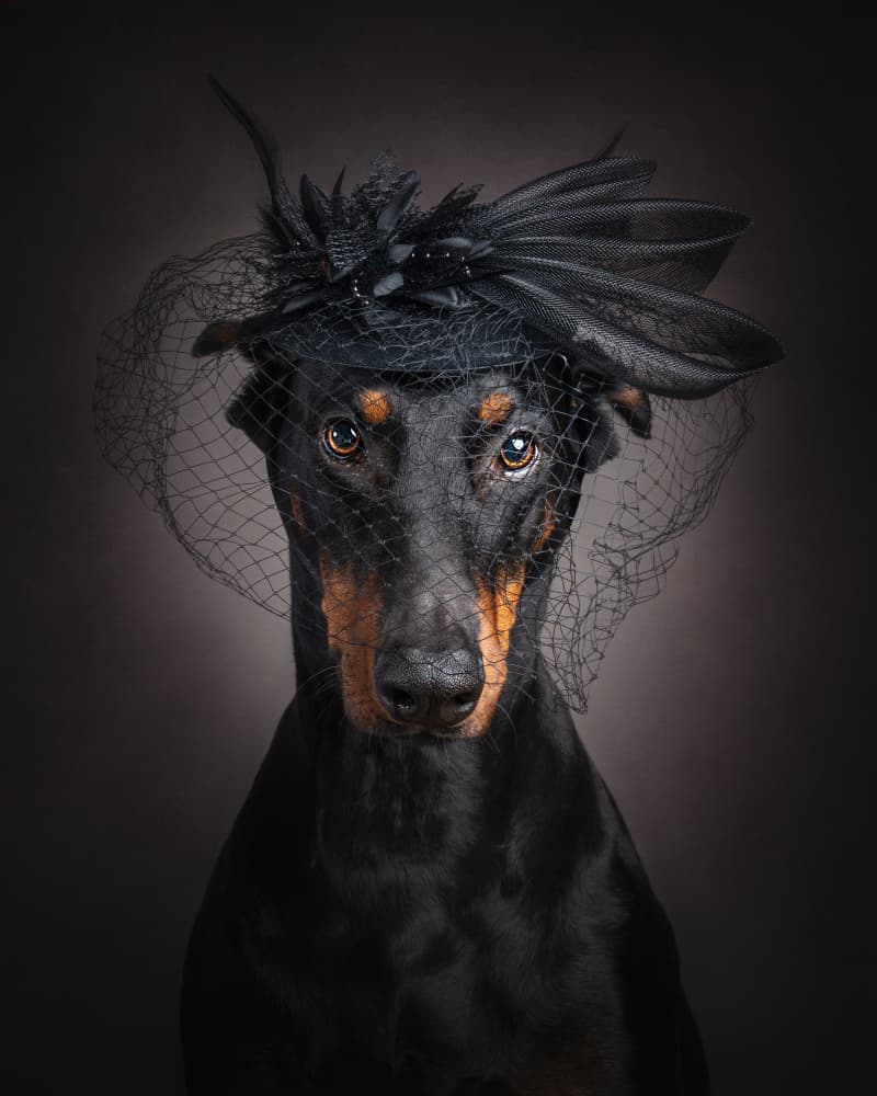 Regal Doberman Portrait by Noa Nick — canvas wall art