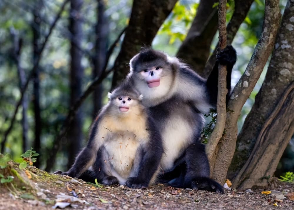 Cute Snub-nosed Monkeys by Joanna W — canvas wall art