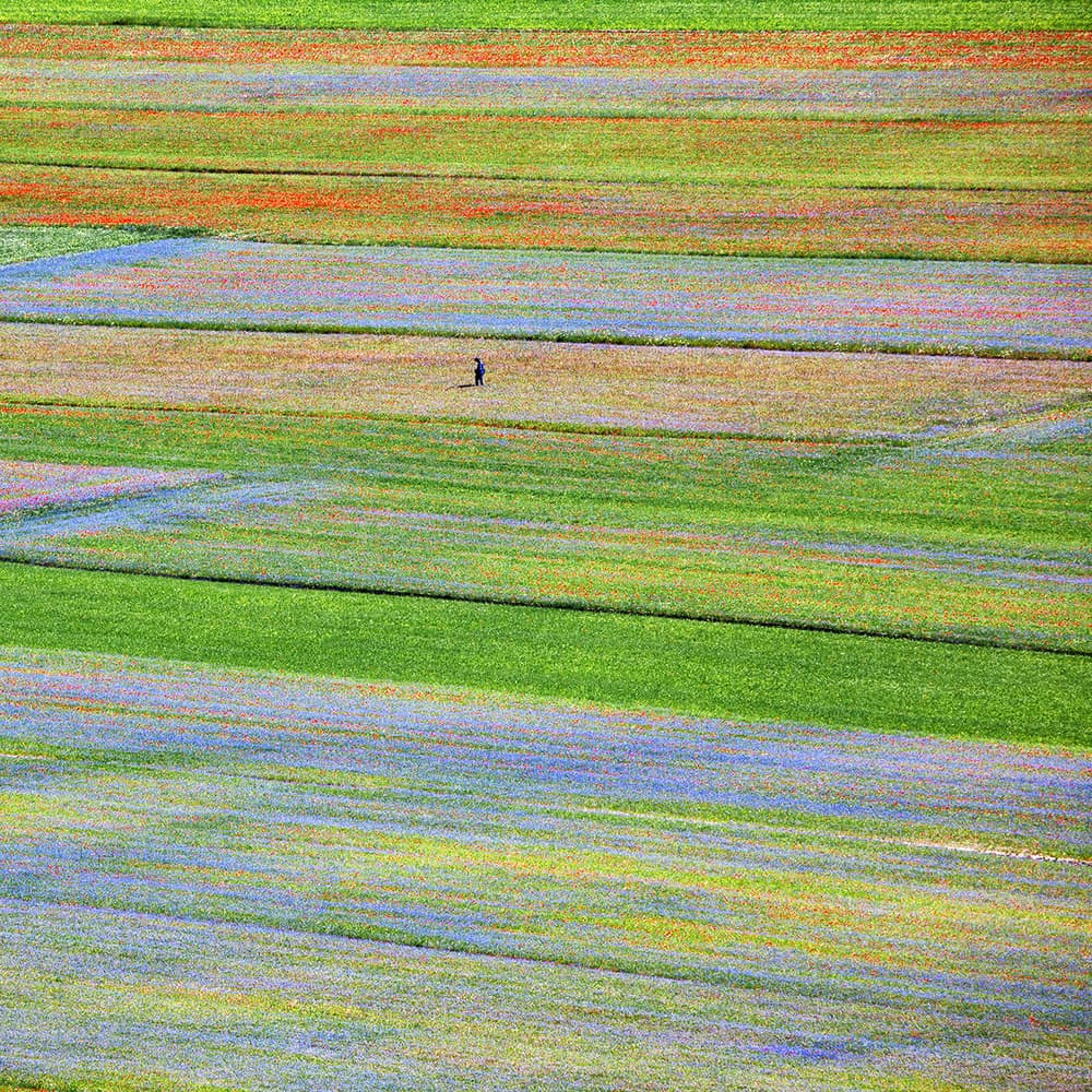 Vast Colorful Fields by Massimo Della Latta — canvas wall art