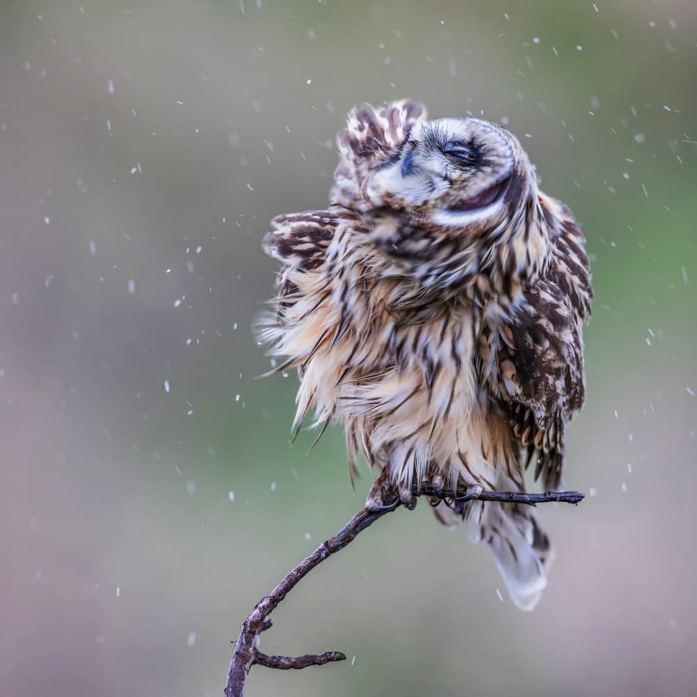 Rainy Day Owl by Taksing (吉星高照) — canvas wall art