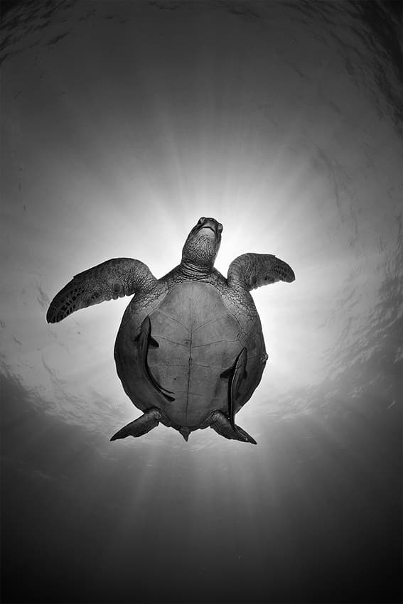 Sunlit Ocean Turtle by Andrey Narchuk — canvas wall art