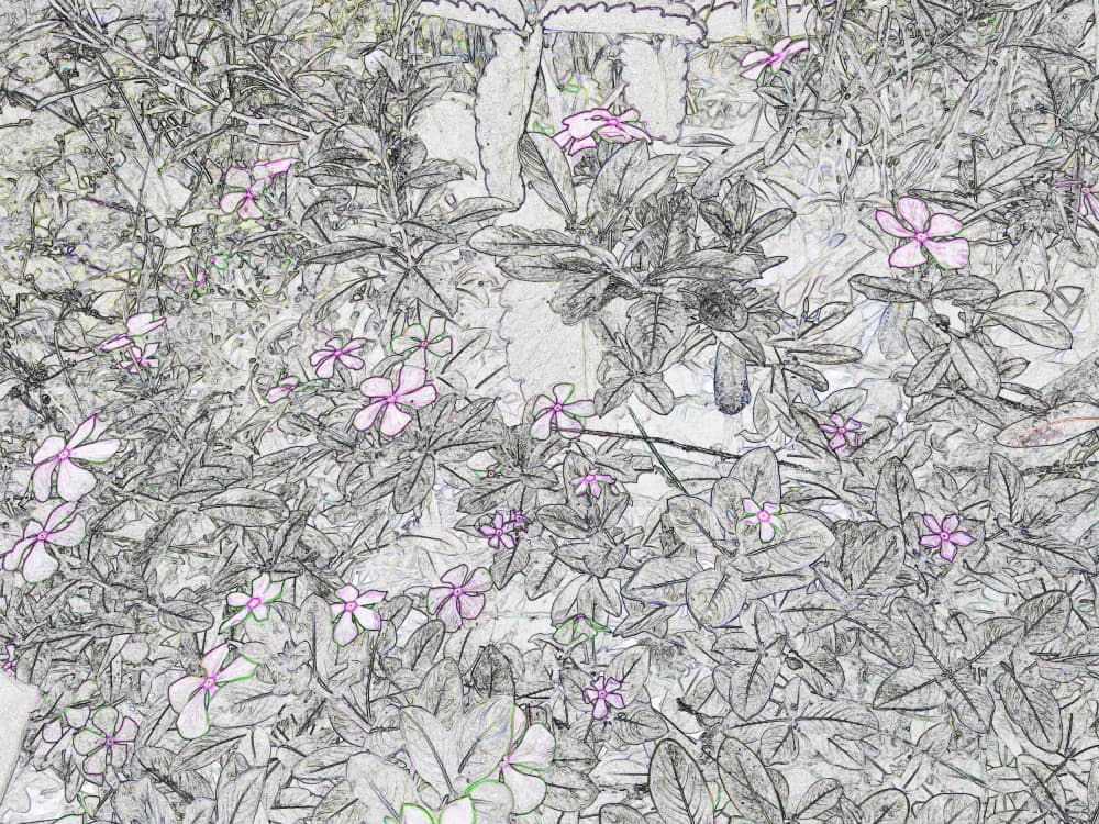Delicate Floral Sketch by Santhosh ch — canvas wall art