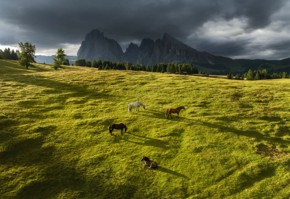 Mountain Meadow Horses by Ales Krivec — canvas wall art