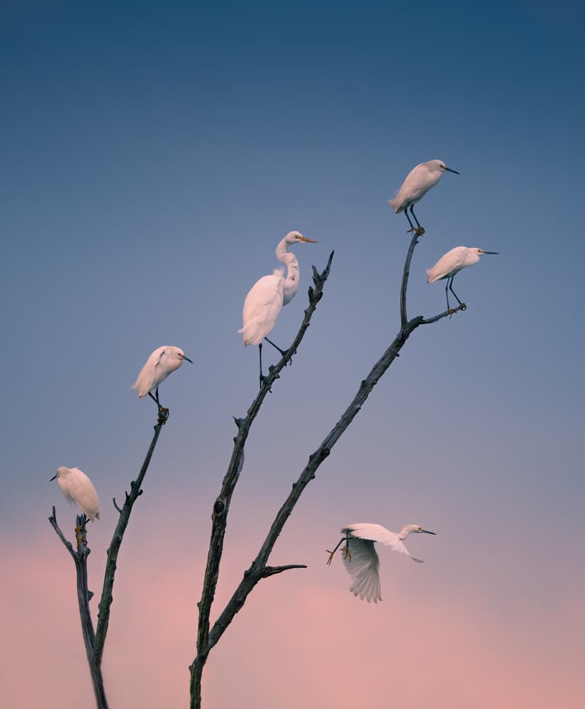 Serene Egrets at Twilight by Ruiqing P. — canvas wall art