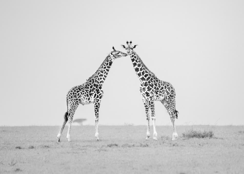 Gentle Giraffe Embrace by Yang Jiao — canvas wall art