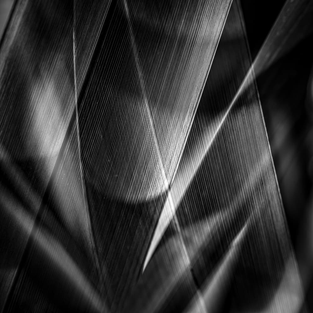 Intertwined Shadow Lines by Simon JG Ciappara FRPS — canvas wall art