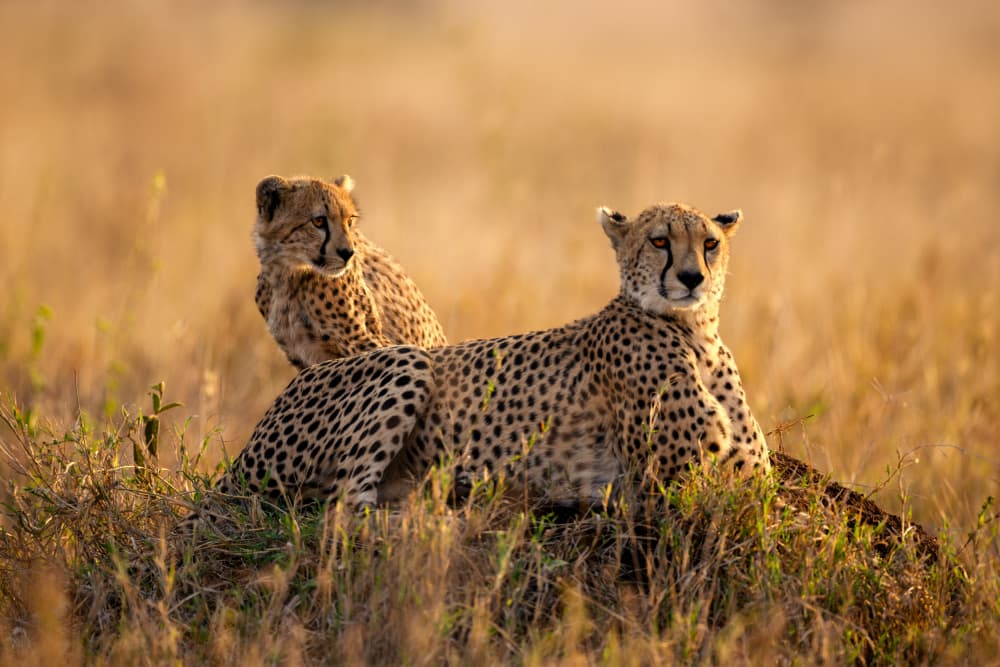 Golden Cheetah and Cub by Joanna W — canvas wall art