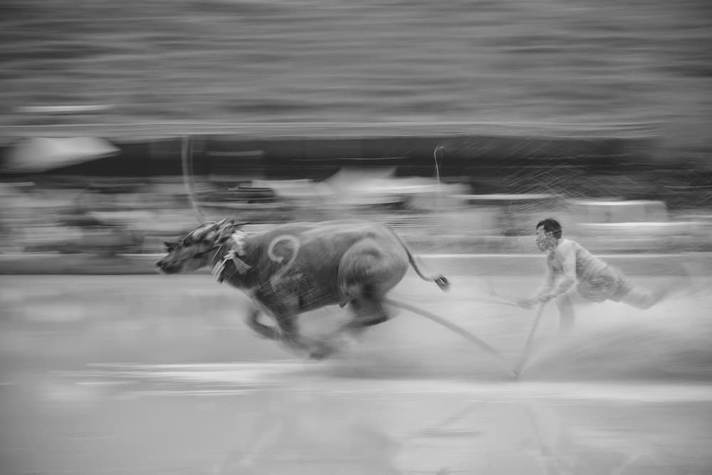 Racing Buffalo Speed by ADIREK M — canvas wall art