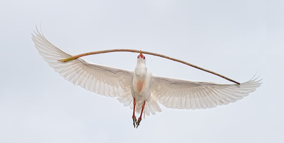 Graceful Egret Carrying Stick by Alfred Forns — canvas wall art
