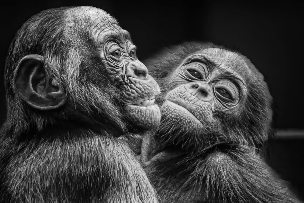 Soulful Chimp Connection by Stephan Rückert — canvas wall art