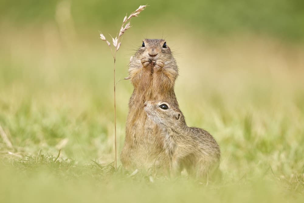 Curious Ground Squirrels by Wiolett — canvas wall art