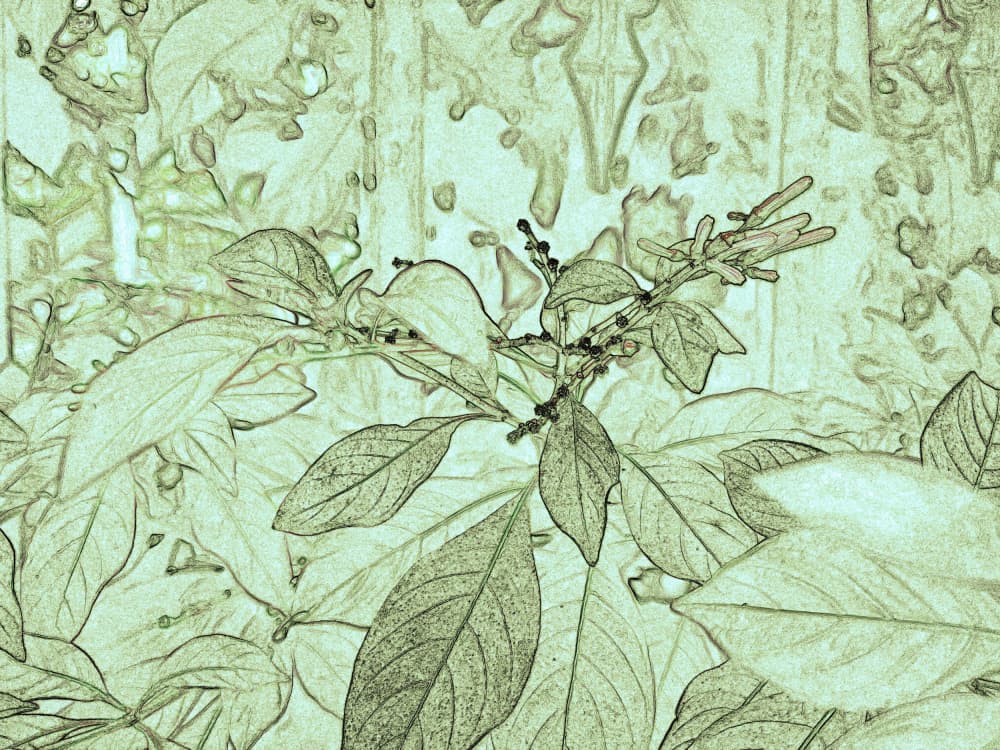 Soft Green Foliage by Santhosh ch — canvas wall art